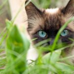chat-mignon-aux-yeux-bleus-dans-jardin_127675-2875