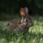 coup-mise-au-point-selective-lapin-mignon-dans-parc_181624-30437