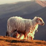 moutons-qui-paissent-dans-champ_1048944-7557388
